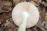 Narancsszínű selyemgomba (Amanita crocea), Budai-hegység